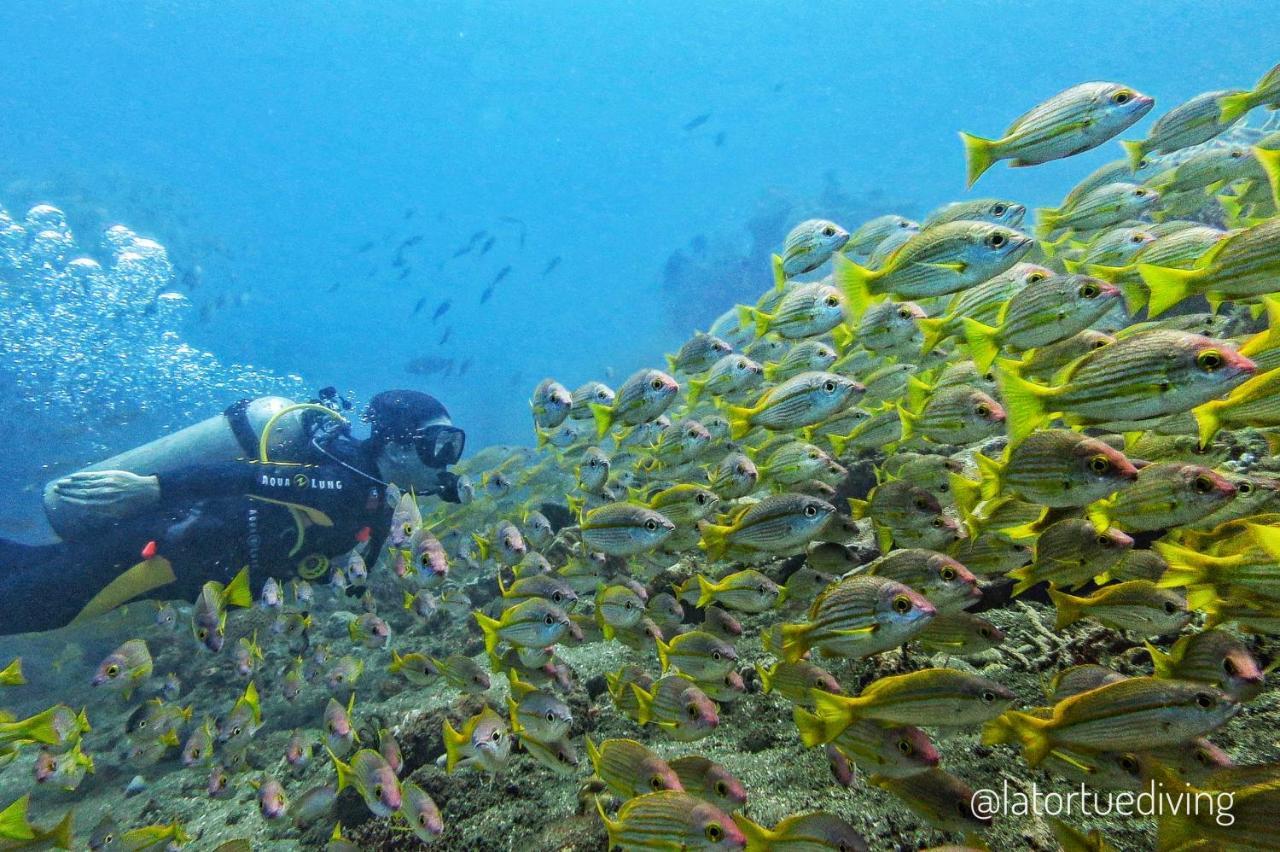 La Tortue Diving Resort Dauin Eksteriør billede